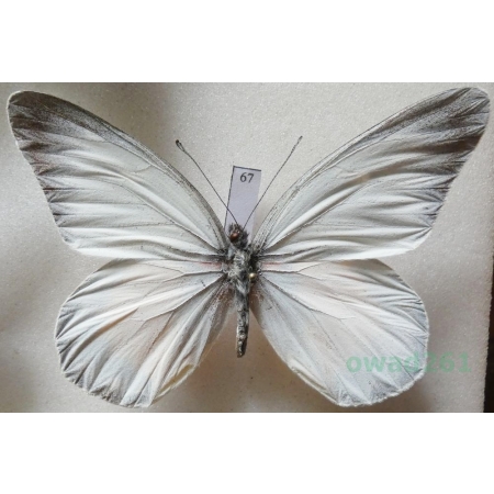 Delias zebuda Hewitson, 1862 male Indonesia, Sulawesi67